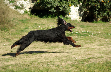 Black English Setter dog
