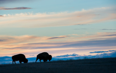 Bison © Jillian