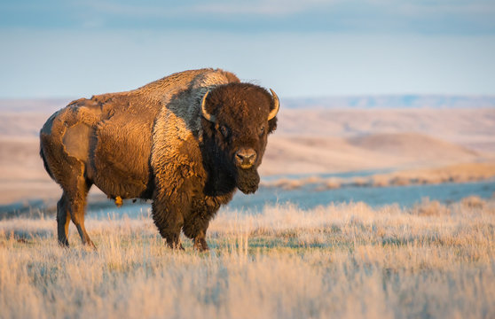 Bison