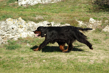 Black English Setter dog