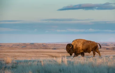 Abwaschbare Fototapete Büffel Bison