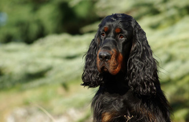 Black English Setter dog