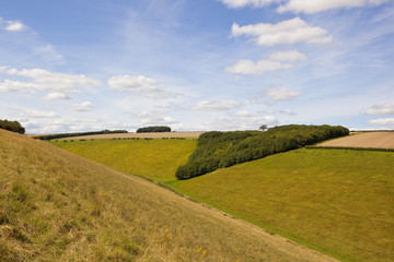 Obraz premium triangular woodland copse