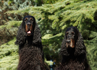 Two Black English Setter Dogs