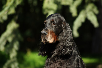 Black English Setter dog