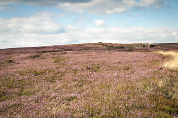 Grouse Butts on Hawnby Moor