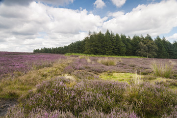 Heather and woodland near Whitestones Ridge, in the Hambleton hills, North Yorkshire, England.