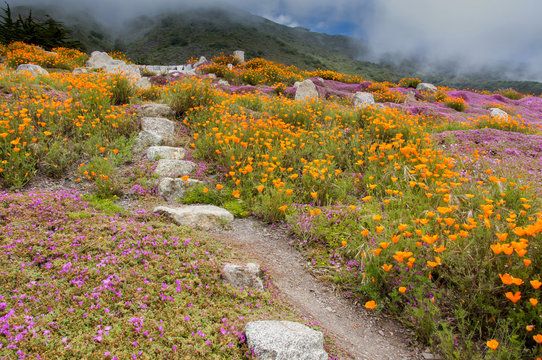 Fototapeta Stairway To Heaven. Big Sur, Monterey County, California, USA.