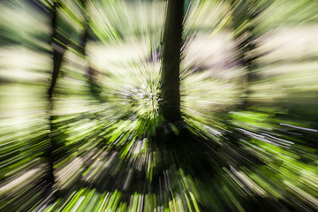 Motion blur forest abstract