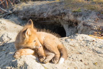 Young red fox puppy resting outside den