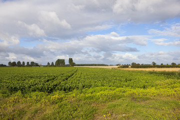 sugar beet crop and poplar trees