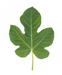 fig leaf