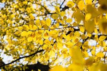 yellow leaves in sunlight in autumn forest