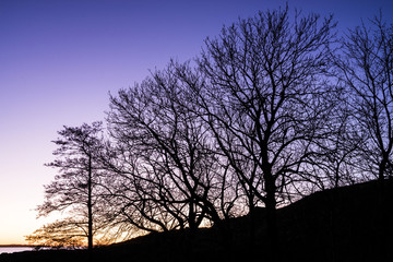 Fototapeta na wymiar Silhouette of tree branches during dusk in Helsinki, Finland