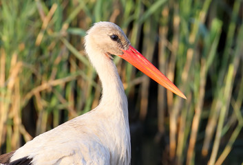 Close up portrait  white stork.