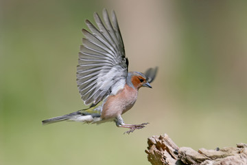 Close up portrait  male of The common chaffinch (Fringilla coelebs) landing on the branch. - obrazy, fototapety, plakaty