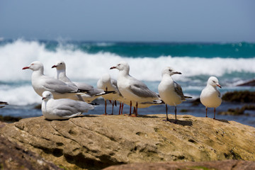 A group of silver gull on a rock at in front of the ocean