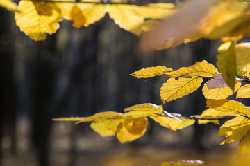 yellow leaves in sunlight in autumn forest