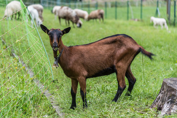 Fototapeta premium Baby brown goat while eating