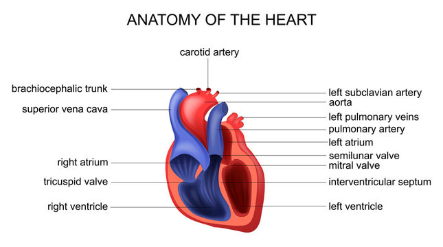 anatomy of the heart