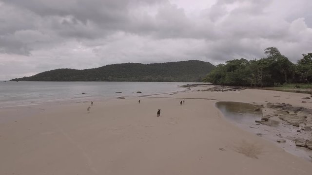 Stray dogs walking on the sand beach under dark clouds sky