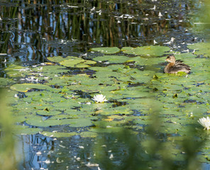 Immature Pied-billed Grebe