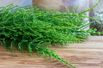 Fresh horsetail twigs on a wooden background
