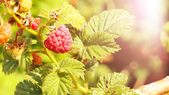 close-up of the ripe raspberry in the fruit garden