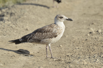 aves y naturaleza en las marismas del guadalquivir