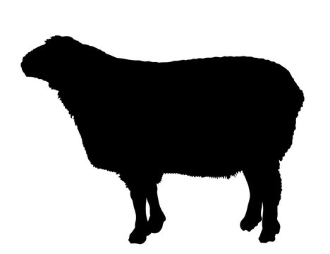 recommend clip art: Sheep vector silhouette illustration. Lamb meat. Butcher shop template for craft food packaging or restaurant design. 