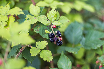 Wild Organic Blackberries Growing on Blackberry Bush. Blackberries against a green background of forest