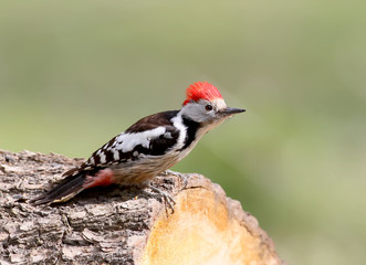 Male middle spotted woodpecker on the log. Close up portrait with open red crest.