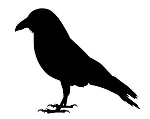 Raven