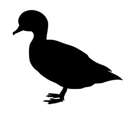 American wood duck