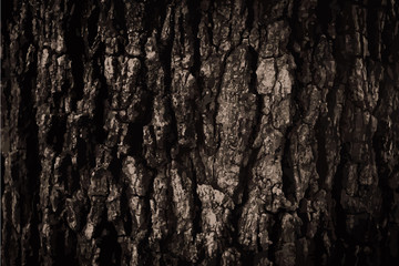 bark