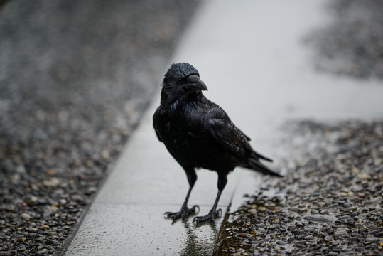 Black crow