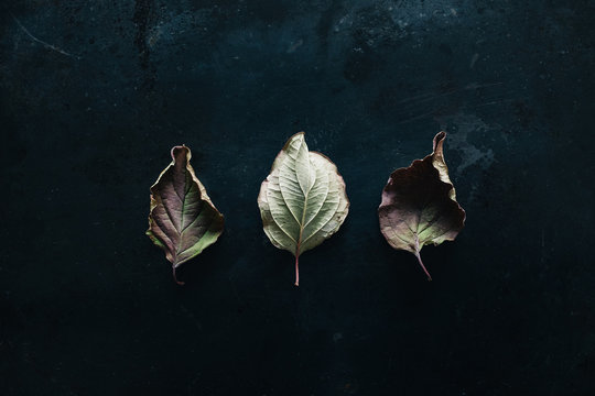 Three dry leaves on a dark weathered background