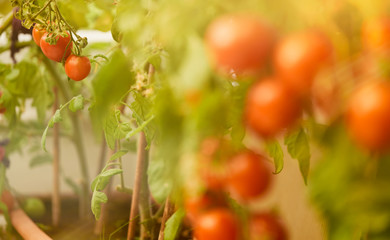 Fresh ripe red tomatoes hanging on the vine in a greenhouse