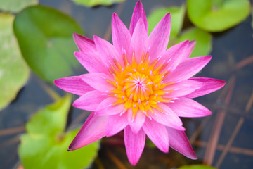 Fototapeta premium pink lotus