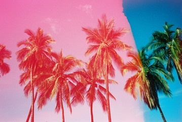 pink and blue palm trees on film