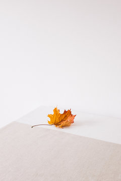 Single golden maple leaf