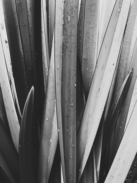 Close up of raindrops on Flax leaves