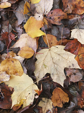 Close up of wet maple leaves in autumn