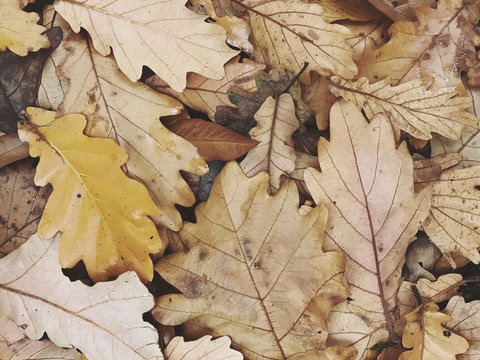Close of Daimio oak leaves in autumn
