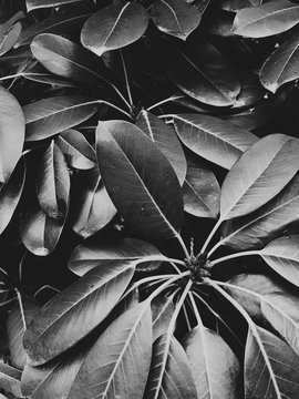 Detail of Rhododendron leaves