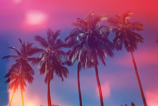 Pink and blue palm trees