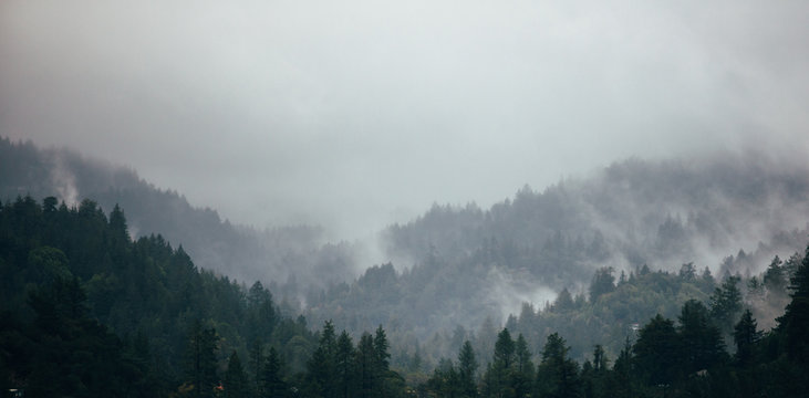 Fog nestled in a valley of trees
