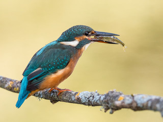 Kingfisher bird (Alcedo atthis) eating a fish