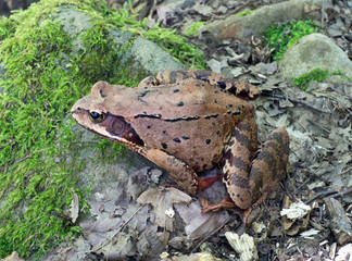 Brown tree frog