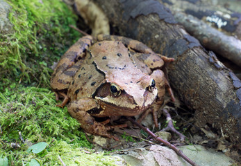 Brown tree frog